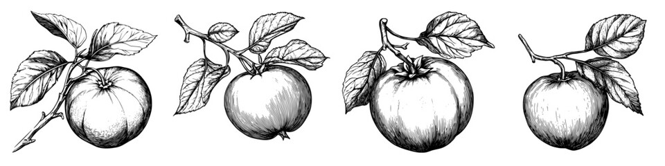 Poster - Illustration of apples on branches with leaves, showcasing various stages of ripeness and growth