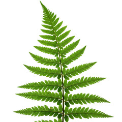 Poster - Close-up of green fern frond, isolated on a transparent background.  Detailed texture showcases natural growth, symbolizing freshness and nature's beauty, perfect for design elements. png image