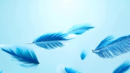 Poster - A blue feather with a white background. The feather is in the middle of the image