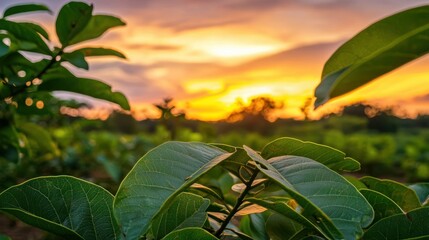 Poster - Guava leaves silhouetted against a vibrant sunset sky in a peaceful agricultural setting 