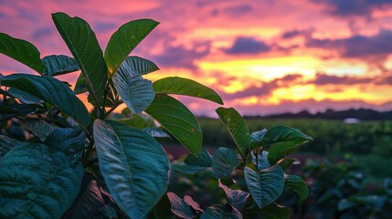 Poster - Guava leaves silhouetted against a vibrant sunset sky in a peaceful agricultural setting 