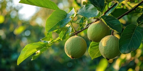 Poster - view of guava fruits hanging from the branches of a tree, leaves gently swaying in the breeze.