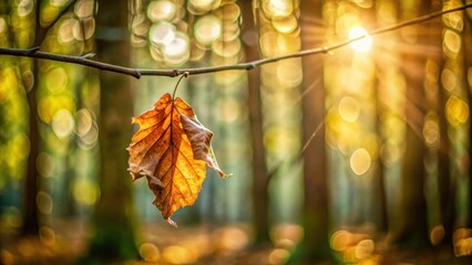 Poster - Golden autumn leaf clinging to a branch, bathed in the warm glow of sunlight filtering through the trees