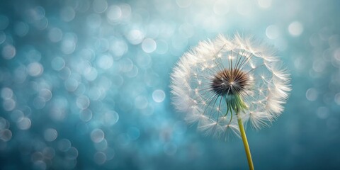 Poster - A Delicate Dandelion Seed Head Against a Soft Teal Bokeh Background, Representing Nature's Ephemeral Beauty and the Transience of Time