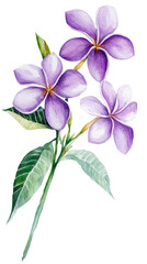 Fototapete - Watercolor wildflowers with a full stem and purple flowers, on a white background, png