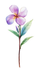 Fototapete - Watercolor wildflowers with a full stem and purple flowers, on a white background, png