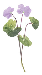 Fototapete - Watercolor wildflowers with a full stem and purple flowers, on a white background, png