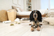 © Pixel-Shot - Naughty cocker spaniel with broken things lying on floor in messy bedroom