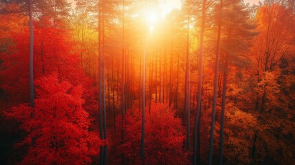 Poster - Aerial view of vibrant autumn forest with sun rays.