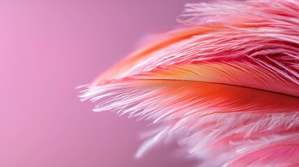 Poster - Delicate coral pink feather macro with soft focus on pink background showing gentle texture and ethereal light details, creating dreamy atmospheric mood.