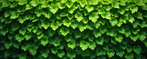 Poster - Green leaves wall background. Leaf wall nature background. Lush foliage, vibrant colors create refreshing natural design. Perfect eco-friendly background for various design projects.