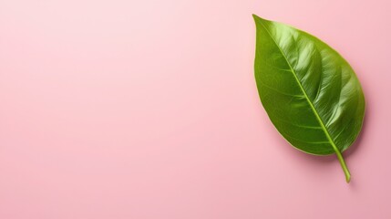 Poster - A serene green leaf resting gracefully against a soft pink background creating a calm workplace atmosphere