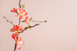 © Kristin Duvall/Stocksy - Single flowering Quince branch