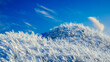 © Marcos Osorio/Stocksy - Snow-covered plants under a vibrant blue sky with clouds