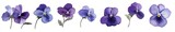 Purple Pansy Flowers Isolated on White Background