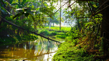  Tranquil tropical stream surrounded by lush greenery and coconut trees in Kerala, India – A serene nature landscape with reflective waters and vibrant foliage.