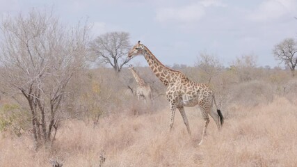 Wall Mural - a tracking shot of a southern giraffe walking at kruger national park of south africa