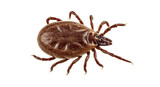 Isolated Tick