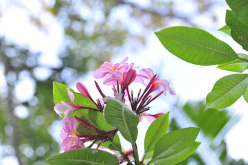 Wall Mural - pink and white flowers