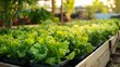 © PUKPIK - Fresh Green Lettuce Growing in a Vibrant Urban Garden Environment