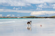 © Quarterland Photos - Border Collie dog and ball on Triagh Thodrasdail beach, known as The Maze,  Isle of Tiree, Inner Hebrides, Scotland