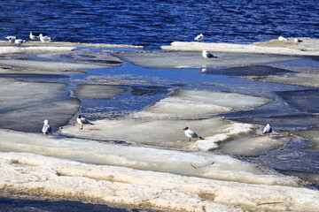 Poster - A group of seagulls standing on ice near the water, waiting for fish or other prey.