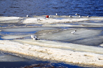 Poster - A group of seagulls stand on the surface of frozen water, surrounded by snow.