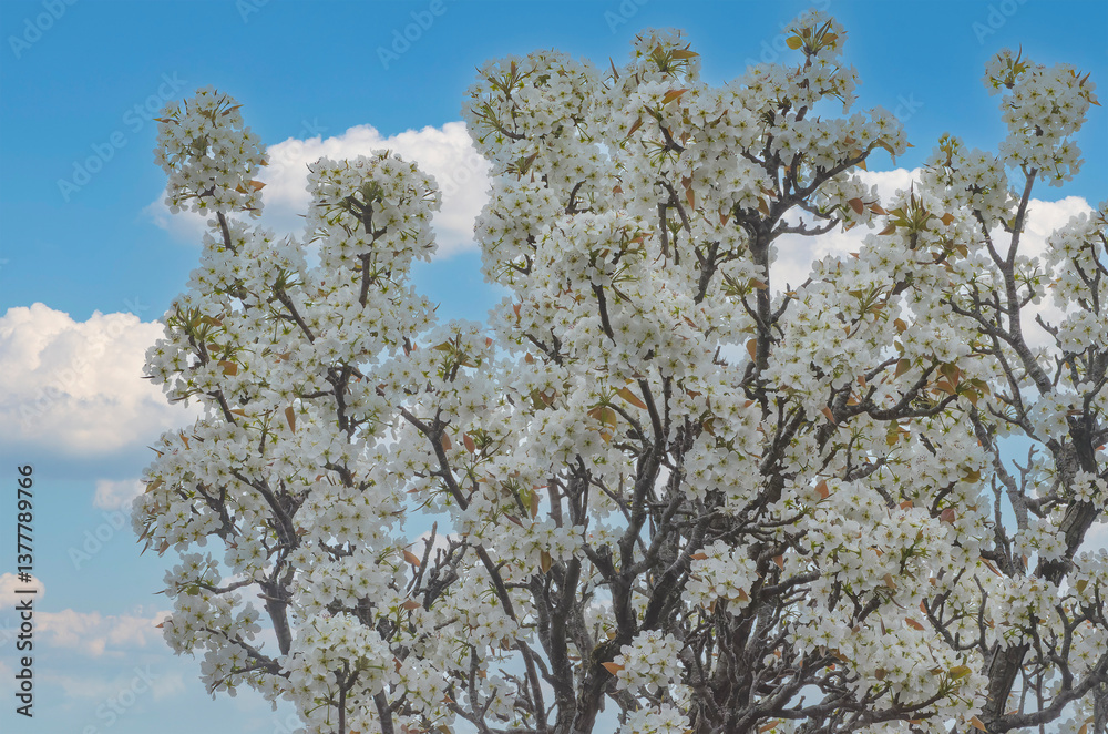White blossom on spring tree branch