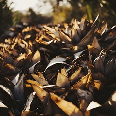 Poster - Close up of a pile of freshly harvested agave plants in an outdoor setting during the day with a contemporary cinematic lighting effect creating a moody and atmospheric scene