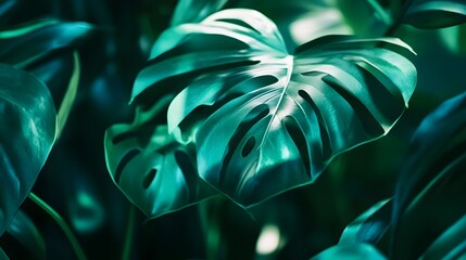 Poster - Detailed close up shot of the vibrant textured leaves of a Swiss cheese plant Monstera deliciosa against a moody minimalist backdrop with dramatic cinematic studio lighting