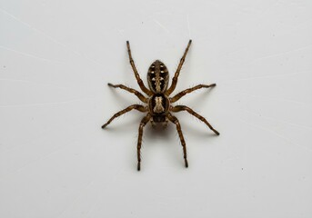 Wall Mural - A single spider on white background