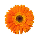 Orange gerbera daisy flower isolated on transparent background