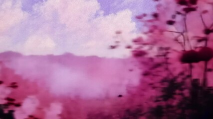 Poster - A bunch of pink flowers with a blue sky in the background. The flowers are in a field