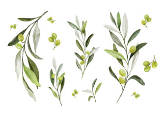 set of watercolor hand painted green leaves on twigs isolated on white background. realistic botanic