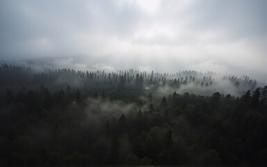 Aufkleber - A misty aerial view captures a dense forest shrouded in fog under a cloudy sky. Tall trees pierce through the low-lying clouds, creating a serene and atmospheric landscape.