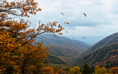 Poster - Scenic autumn mountain landscape view.  Orange and brown leaves are on the trees and falling.  Cloudy sky over a valley covered in fall foliage.