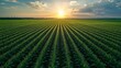 © Chirayu stock - Sunset Over Vast Cornfield Rows of excellence in splendor beyond compare with grace in style