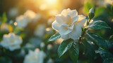 beautiful gardenia flower with white petals and lush green leaves, illuminated by soft sunlight, creates serene and peaceful atmosphere in garden