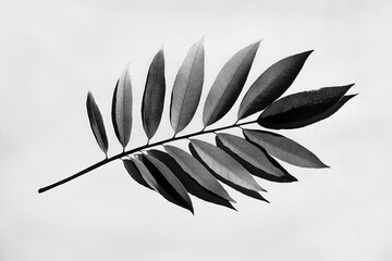 Wall Mural - an artistic black and white photograph showing a single leafy stem
