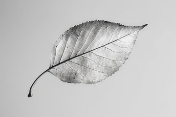 Wall Mural - detailed monochrome image featuring a single leaf against a white background