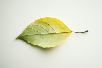Wall Mural - a single leaf displaying shades of green and yellow on a white surface