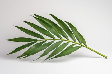Wall Mural - a solitary green palm frond with its leaves displayed nicely