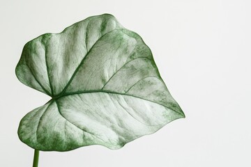 Wall Mural - a single large silver leaf on a bright white background