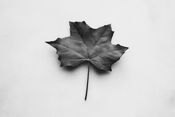 Wall Mural - a monochrome image showcasing a single leaf on a plain white background