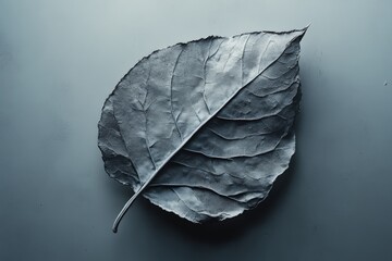 Wall Mural - an isolated close up image of a single silver leaf