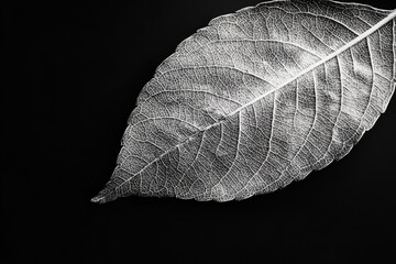 Wall Mural - an isolated leaf displays intricate details against a black background