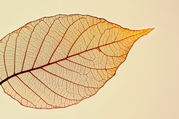 Wall Mural - a close up view of a beautiful translucent leaf detail