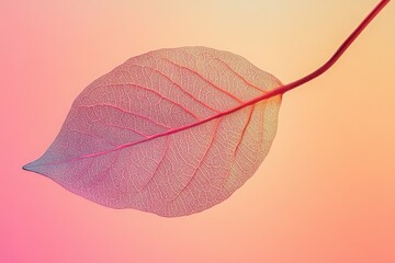 Wall Mural - a single delicate leaf with detailed veins and gradients
