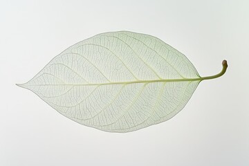Wall Mural - a delicate and translucent leaf structure displayed against white backdrop