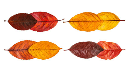 Wall Mural - Autumn leaves assortment, fall colors, colorful foliage on black , cut out transparent